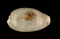 藏品(愛龍寶螺)的圖片